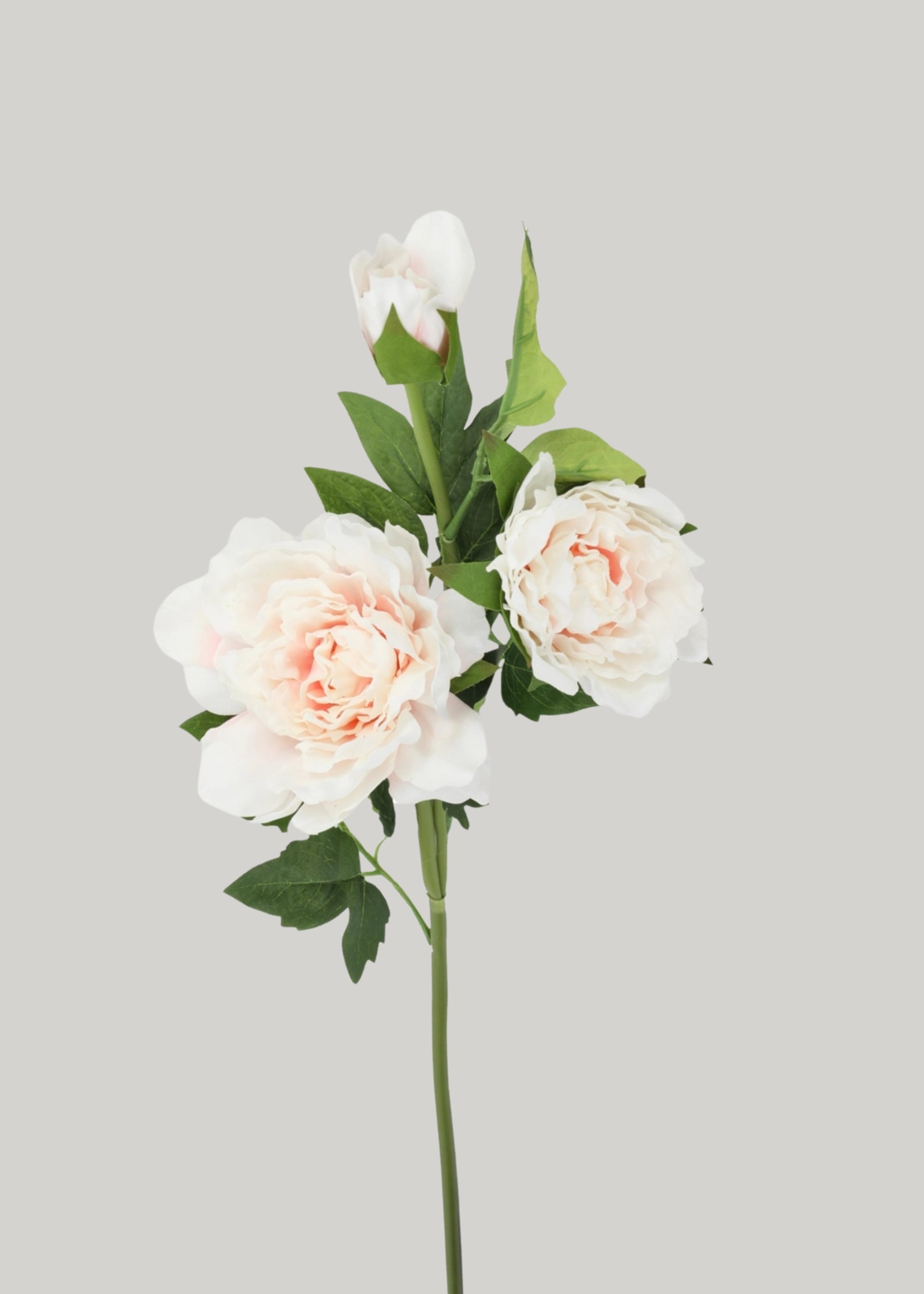 リアルタッチのソフトピンクの牡丹の花 - 26インチ